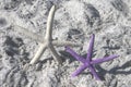 Starfish White and Purple