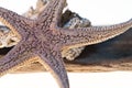 Starfish,marine species,life marine,decoration