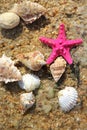 Starfishes on the beach Royalty Free Stock Photo