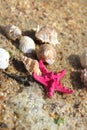 Starfishes on the beach Royalty Free Stock Photo