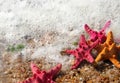 Starfishes on the beach Royalty Free Stock Photo
