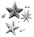 Starfishes on the beach