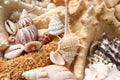 Starfishes and beautiful seashells as background, closeup