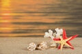 Starfishes, cockleshells and coral Royalty Free Stock Photo