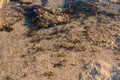 Starfishes in a puddle on the surface of a reef at low tide