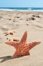 Starfishes on the sand of a beach