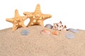 Starfishs and seashells in a beach sand on a white