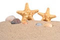 Starfishs and seashells in a beach sand on a white