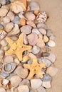 Starfishs and seashells close-up in a beach sand