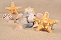 Starfishs and seashells close-up in a beach sand