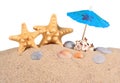 Starfishs and seashells in sand on a white