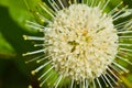 Cephalanthus occidentalis