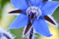 Borage Bluestar Flower Bud 06 Royalty Free Stock Photo