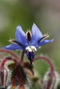 Starflower borage Royalty Free Stock Photo