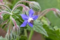 Starflower Royalty Free Stock Photo