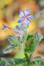 Starflower (Borago officinalis) blossom