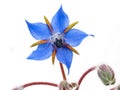 Starflower Royalty Free Stock Photo