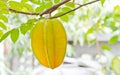 Starfruit Royalty Free Stock Photo