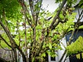 The starfruit (Averrhoa bilimbi) tree that bears fruit with green leaves.