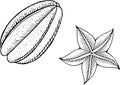 Starfruit coloring page. Line art for coloring books for adults.