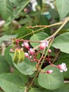 Starfruit flowers that bloom