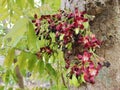 Starfruit flowers have many medicinal benefits