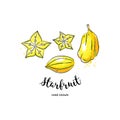 Starfruit graphic drawing exotic fruit. Watercolor carambola on a white background. Vector starfruit illustration