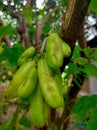 starfruit that looks fresh and delicious