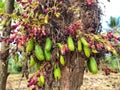 The starfruit looks fresh on the tree