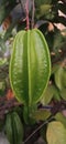 Starfruit is a plant that produces fruit with a distinctive shape that originates from Indonesia. Royalty Free Stock Photo