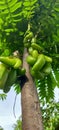 The starfruit tree is bearing a lot of fruit and is still green Royalty Free Stock Photo