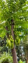 The starfruit tree bears lots of green fruit Royalty Free Stock Photo