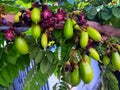 starfruit tree with leaves and flowers Royalty Free Stock Photo