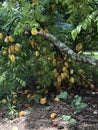 Starfruit on tree in South Florida, USA