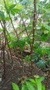 Starfruit tree which is still 2 months old. planted next to the house. Utilize narrow land for farming.