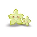 Starfruit. Vector illustration decorative background design