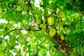 Starfruits hang on tree Royalty Free Stock Photo
