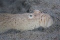 Stargazer Burying Itself in Sand Royalty Free Stock Photo