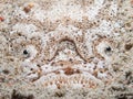 Stargazer Fish in sand