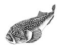 Stargazer hand drawn fish vector