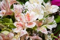Stargazer Lilies Royalty Free Stock Photo