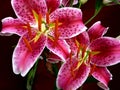 Stargazer lilies Royalty Free Stock Photo