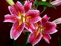 Stargazer Lilies Royalty Free Stock Photo