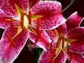 Stargazer Lilies Royalty Free Stock Photo