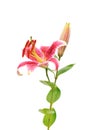 Stargazer lilies isolated on white background Royalty Free Stock Photo