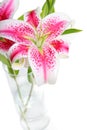 Stargazer Lilies in Vase