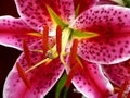 Stargazer Lily Royalty Free Stock Photo