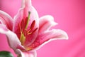 Stargazer Lily