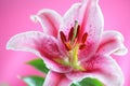 Stargazer Lily Royalty Free Stock Photo