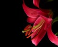 Stargazer Lily Royalty Free Stock Photo